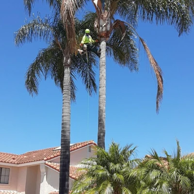 Tapia Tree Service