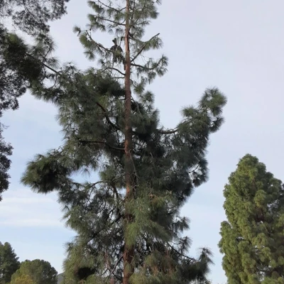 Tapia Tree Service